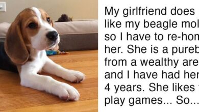 Photo of Man’s girlfriend gives him ultimatum, either the dog goes or she goes