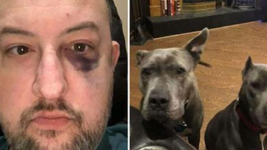 Photo of Man Rescued A Pair Of Pit Bulls From Shelter — Later, They Repaid Him
