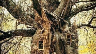 Photo of Amazing Abandoned Treehouse