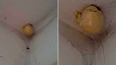 Photo of A woman asked on Facebook what was the bizarre “egg” that appeared on the ceiling of her room