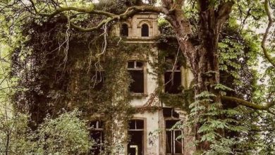 Photo of Abandoned house in the middle of the forest!
