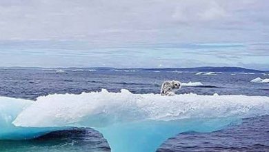 Photo of Fishermen notice a weird object caught on an iceberg.