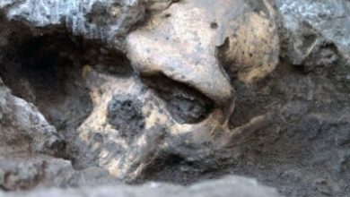 Photo of A Million-Year-Old Human Skull Has Prompted Scientists To Reconsider Early Human Evolution