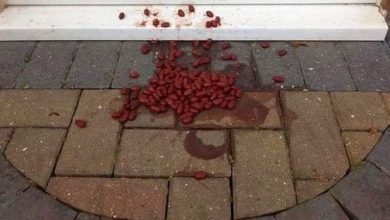 Photo of A woman found food thrown at the door of her house, but she ignored the sign