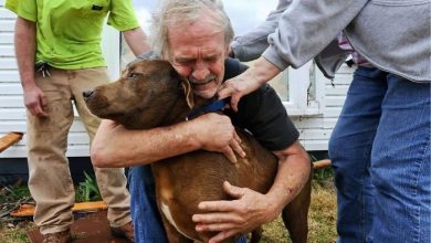 Photo of Grandfather with tears in his eyes brought his dog to sleep, because did not have money for treatmen