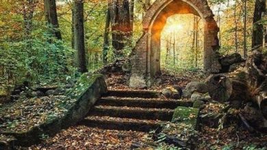 Photo of The Secret Old Gate in England looks like a portal to another world