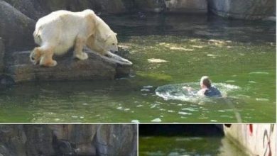 Photo of A 32-YEAR-OLD WOMAN WAS ATTACKED BY A POLAR BEAR AFTER SHE JUMPED INTO THEIR ENCLOSURE AT THE BERLIN ZOO.