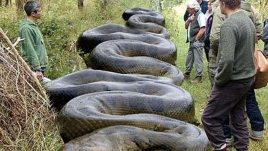 Photo of HIKER FINDS MASSIVE ‘BEAST’ HIDING ALONG BANKS OF SOUTH CAROLINA CREEK