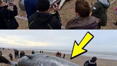 Photo of What They Found in the Stomach of This Sperm Whale Shocked the Entire World! It’s Hard to Believe!