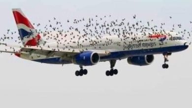 Photo of Pilot’s Emotional Response Upon Discovering Why Birds Were Flying Alongside His Plane