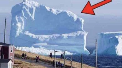 Photo of Iceberg floats near the local village. When people see what’s on it, they get scared…