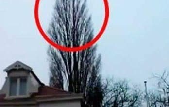 Photo of He was just filming a tree. But at 0:18 something happened that he will remember for a long time!