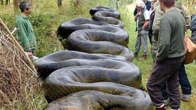 Photo of ‘What A Beast!’ Huge Snake Found By Hiker Near South Carolina Creek