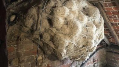 Photo of Man Thinks He Found “Hornets” Nest In Attic – Turns Pale When He Realizes What’s Inside