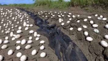 Photo of Farmer Finds Hundreds of Strange Eggs, Bursts Into Tears