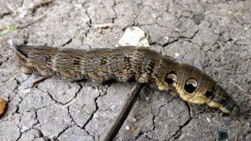 Photo of Woman Finds Odd Snake-Like Creature – Its Identity Is Surprising