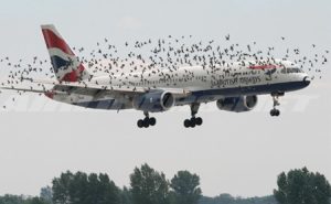 Photo of The Pilot’s Emotional Reaction When He Discovered Why Birds Were Flying Alongside The Plane.