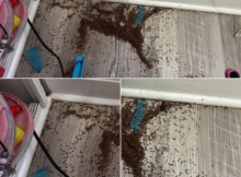 Photo of Mother asks internet for help after finding mysterious piles of ‘brown bits’ in daughter’s bedroom