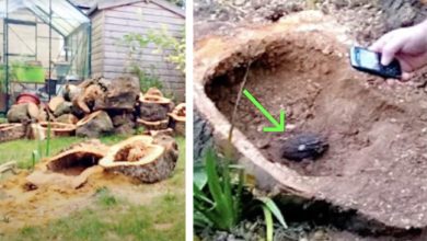 Photo of Woman Decides To Cut Down Dead Apple Tree, What She Finds Inside Brings Her Police Protection