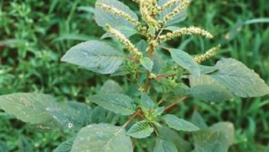 Photo of This “Weed” in Your Backyard Might Actually Be Worth a Fortune — Check Before You Cut It!