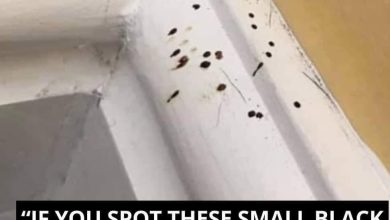 Photo of If You Spot These Mysterious Black Dots In Your Kitchen, Here’s What To Do.?