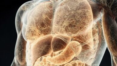 Photo of Scientists Just Found Hidden “Organs” in Your Body That Have Been There All Along – And They’re Game-Changers