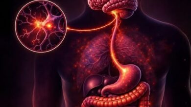 Photo of Your Gut Has a Second Brain With 500 Million Neurons – And It’s Controlling Your Mood