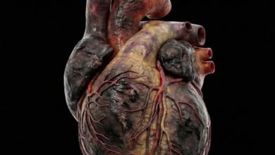 Photo of “Harvard’s 30-Year Bombshell: Low-Carb Diets Could Be Secretly Destroying Your Heart!”