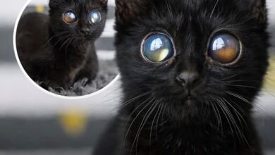 Photo of Meet Dorito: The Cat With Eyes Bigger Than Her Head – Viral for Looking Like an Alien Oracle!