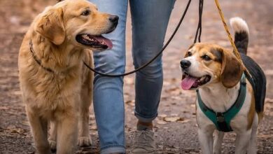 Photo of Dog Owners Are Secretly Walking 1 Million More Steps a Year – And It’s Literally Saving Lives