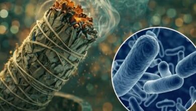 Photo of Research shows that medicinal smoke (from burning a traditional mixture of wood and odoriferous/medicinal herbs, known as havan sámagri) physically sanitizes air for up to 24 hours by eliminating over 94% of airborne bacteria.