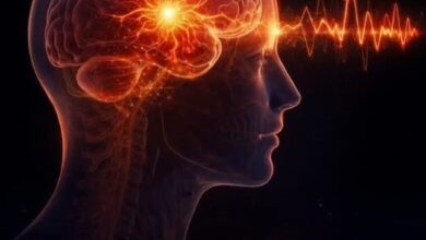 Photo of The cerebellum, traditionally known for coordinating movement, posture, and balance, also houses a small region highly specialized for language