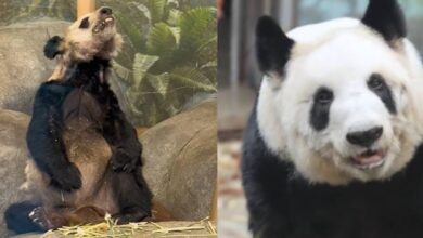 Photo of From Skinny & Sad to Chonky & Happy: The Giant Panda Who Gained 20kg After Leaving US Zoo – You Have to See Her Glow-Up!