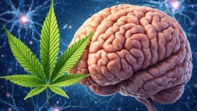 Photo of “Cannabis Users Rejoice: Science Says No Cognitive Decline After Years of Use – Here’s the Proof”