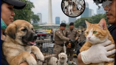 Photo of Jakarta Just Banned Dog and Cat Meat Forever — Animal Lovers Are in Tears of Joy!