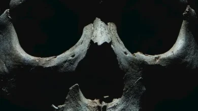 Photo of Scientists Just Found Plague DNA in 5,000-Year-Old Skeletons – It Was Spreading WAY Earlier Than We Thought