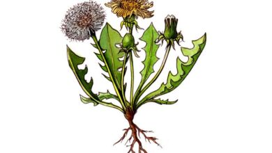 Photo of Dandelion Root Kills 95% of Cancer Cells in 48 Hours — And Leaves Healthy Cells Alone?!
