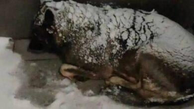 Photo of Pizza Driver Wraps Freezing Stray Dog in Blanket… Gets Fired – Now All of Russia Is Boycotting Dodo Pizza