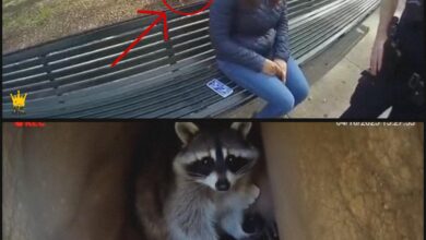 Photo of “NYPD Thought It Was a Master Pickpocket… Until a Raccoon Ran Up and Grabbed a Phone! Shocking Discovery in Central Park”
