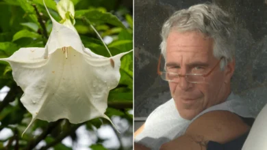 Photo of The Zombie Flower in Epstein’s Garden: Beauty That Steals Free Will