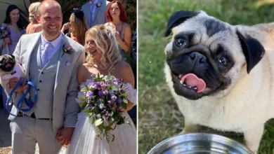 Photo of Wedding Called Off Because Groom’s Family Hit the Bride’s Dog—She Walked Away Forever