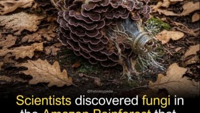 Photo of “Amazon Fungus Literally Eats Plastic & Turns It Into Nothing – The Solution to Pollution We’ve Been Waiting For?!”