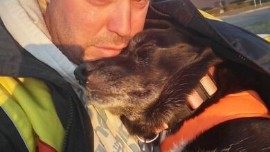 Photo of “He Couldn’t Say Goodbye: Game Developer Takes Terminally Ill Dog on Epic World Trip Then Freezes Her Body in Liquid Nitrogen”