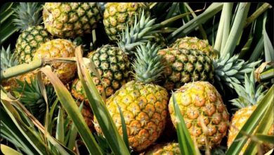 Photo of Pineapple, Papaya & Fig Enzymes Wipe Out Eye Floaters in 70% of People – Game-Changing Study Shocks Doctors!