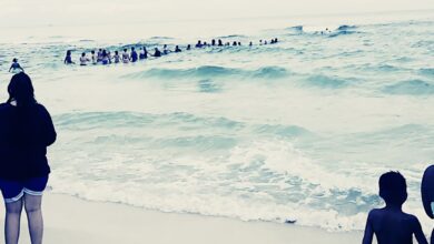 Photo of “80 Strangers Link Arms in the Ocean: The Incredible Human Chain That Saved 11 Lives”
