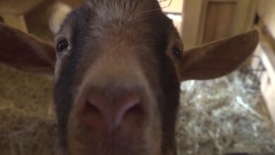 Photo of “Screaming Goat Named Simon Tricks Police into Emergency 911 Response”