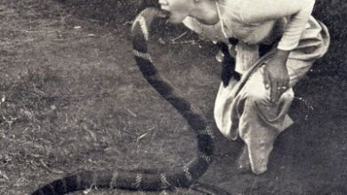 Photo of “She Kissed a King Cobra Three Times with Her Hands Behind Her Back – The Incredible Ritual of Saya Hnin-Mahla”