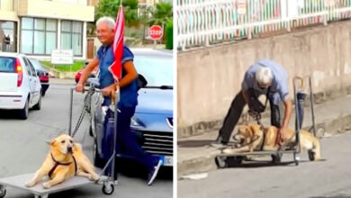 Photo of “He Refused to Leave His Paralyzed Dog Behind: Italian Grandpa Builds Beautiful Wooden Pram for Daily Walks”
