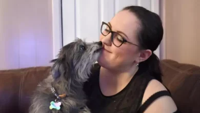 Photo of “Miracle Reunion: Pennsylvania Woman Finds Her Long-Lost Dog Chloe While Scrolling on Facebook”