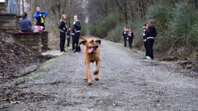 Photo of “Dog Crashes Half-Marathon and Beats 158 Human Runners — Her Owner Had No Idea”